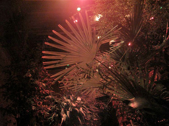 palme
