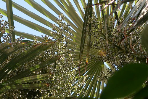 palme