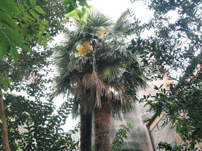 palme